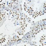 Immunohistochemistry - Anti-Nuclear Receptor Corepressor NCoR Antibody (A10050) - Antibodies.com