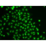 Immunofluorescence - Anti-TOX Antibody (A10052) - Antibodies.com