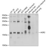 Western Blot - Anti-AGR2 Antibody (A10053) - Antibodies.com