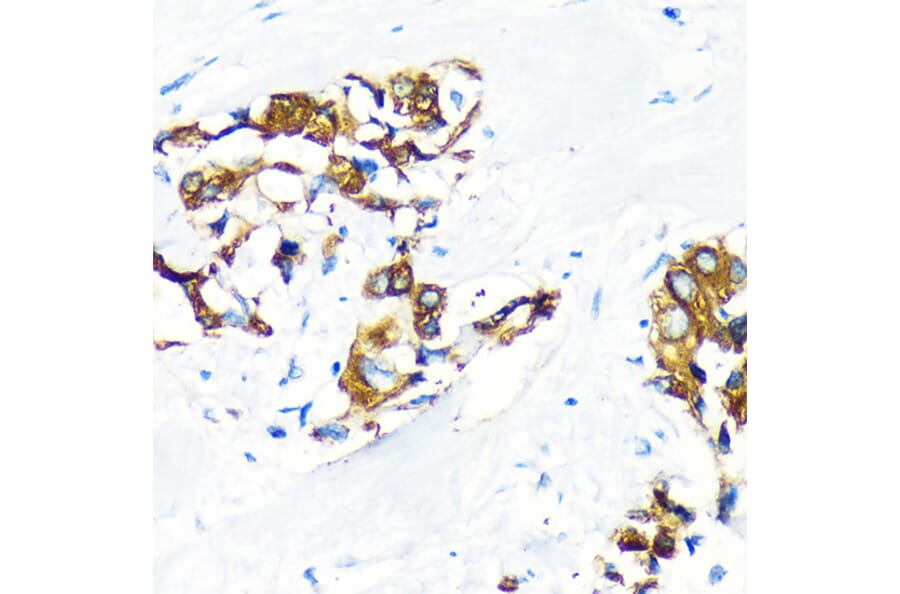 Immunohistochemistry - Anti-AGR2 Antibody (A10053) - Antibodies.com