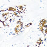 Immunohistochemistry - Anti-AGR2 Antibody (A10053) - Antibodies.com