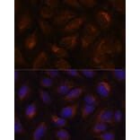 Immunofluorescence - Anti-AGR2 Antibody (A10053) - Antibodies.com