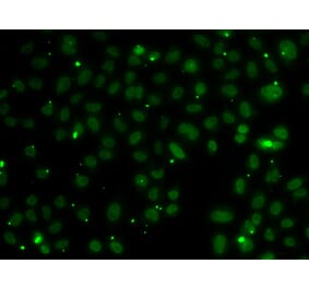 Immunofluorescence - Anti-NSL1 Antibody (A7089) - Antibodies.com