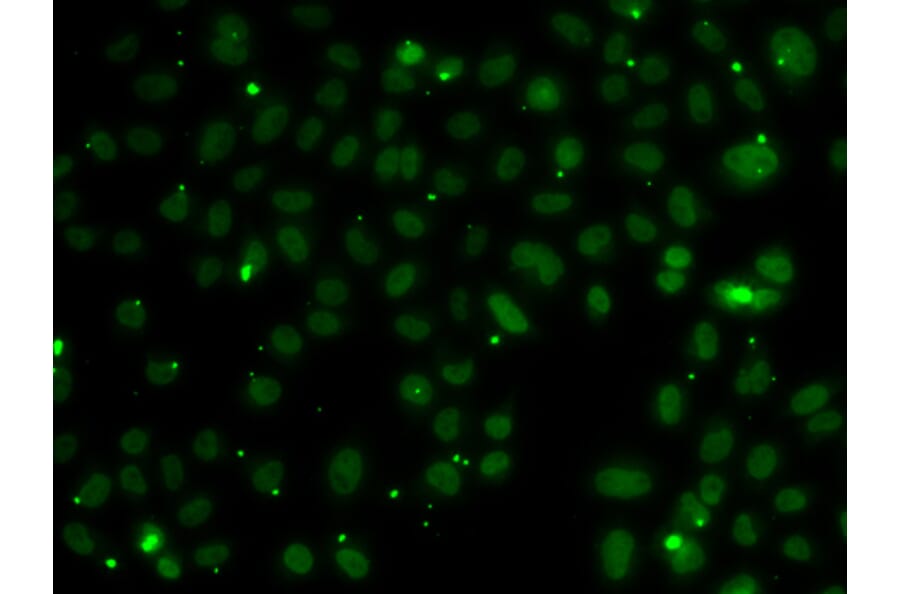 Immunofluorescence - Anti-NSL1 Antibody (A7089) - Antibodies.com