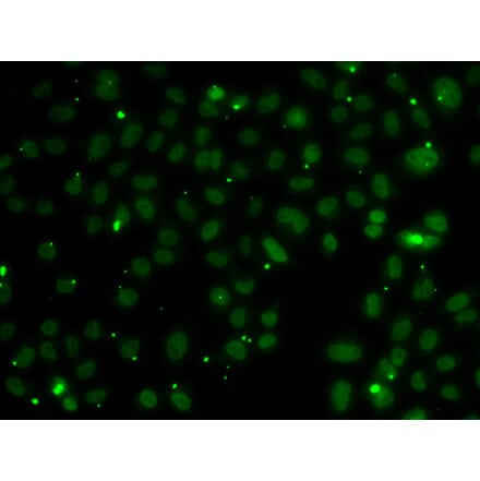 Immunofluorescence - Anti-NSL1 Antibody (A7089) - Antibodies.com