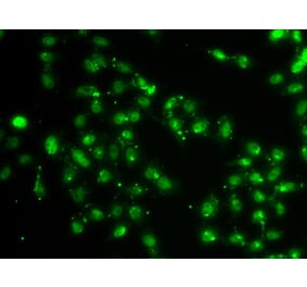 Immunofluorescence - Anti-L3MBTL1 Antibody (A10056) - Antibodies.com