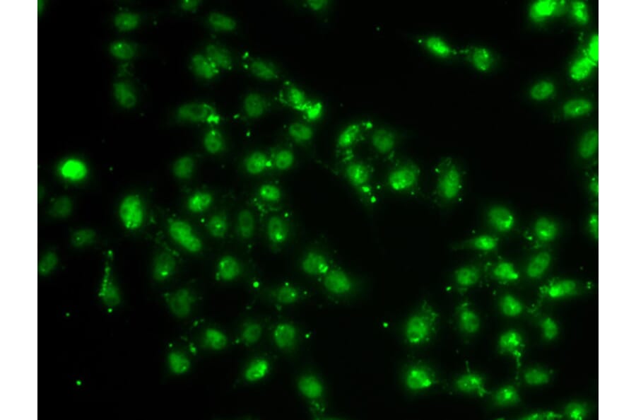 Immunofluorescence - Anti-L3MBTL1 Antibody (A10056) - Antibodies.com