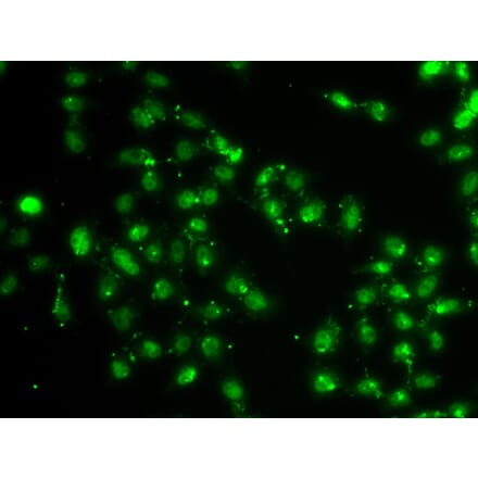 Immunofluorescence - Anti-L3MBTL1 Antibody (A10056) - Antibodies.com