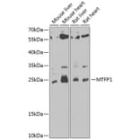 Western Blot - Anti-MTP18 Antibody (A10059) - Antibodies.com