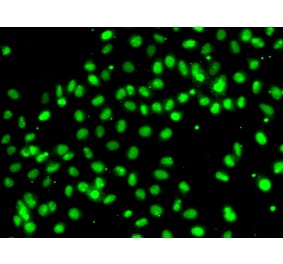 Immunofluorescence - Anti-MEPCE Antibody (A7121) - Antibodies.com