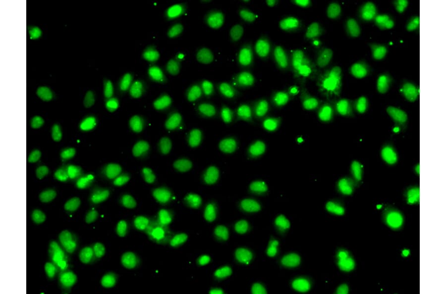 Immunofluorescence - Anti-MEPCE Antibody (A7121) - Antibodies.com