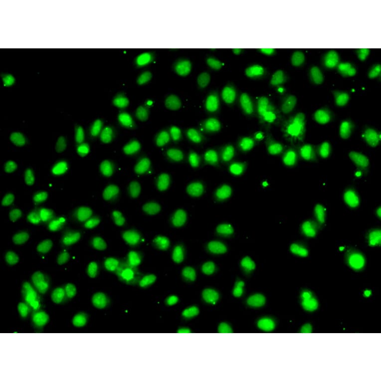 Immunofluorescence - Anti-MEPCE Antibody (A7121) - Antibodies.com