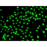 Immunofluorescence - Anti-MEPCE Antibody (A7121) - Antibodies.com