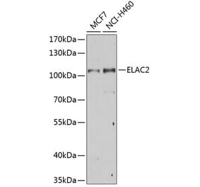 Western Blot - Anti-ELAC2 Antibody (A10064) - Antibodies.com