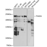 Western Blot - Anti-THADA Antibody (A10065) - Antibodies.com