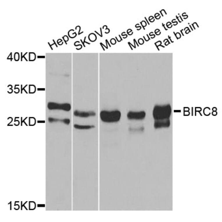 Western Blot - Anti-BIRC8 Antibody (A7143) - Antibodies.com