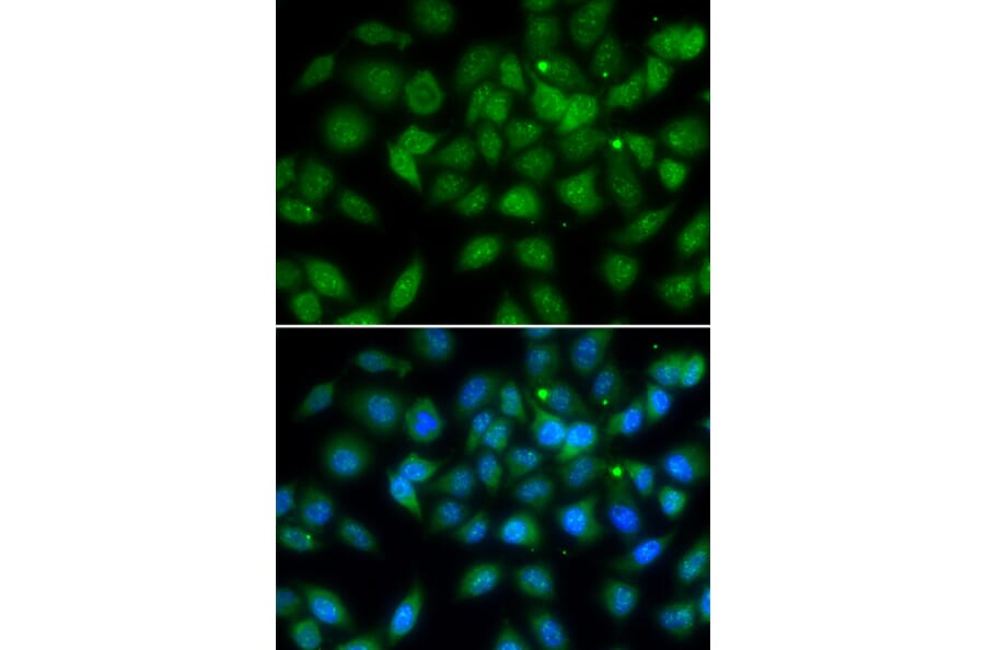 Immunofluorescence - Anti-LELP1 Antibody (A7148) - Antibodies.com