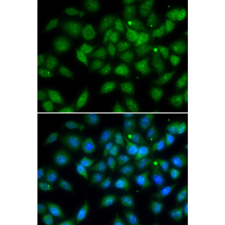 Immunofluorescence - Anti-LELP1 Antibody (A7148) - Antibodies.com