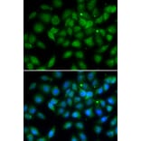 Immunofluorescence - Anti-LELP1 Antibody (A7148) - Antibodies.com