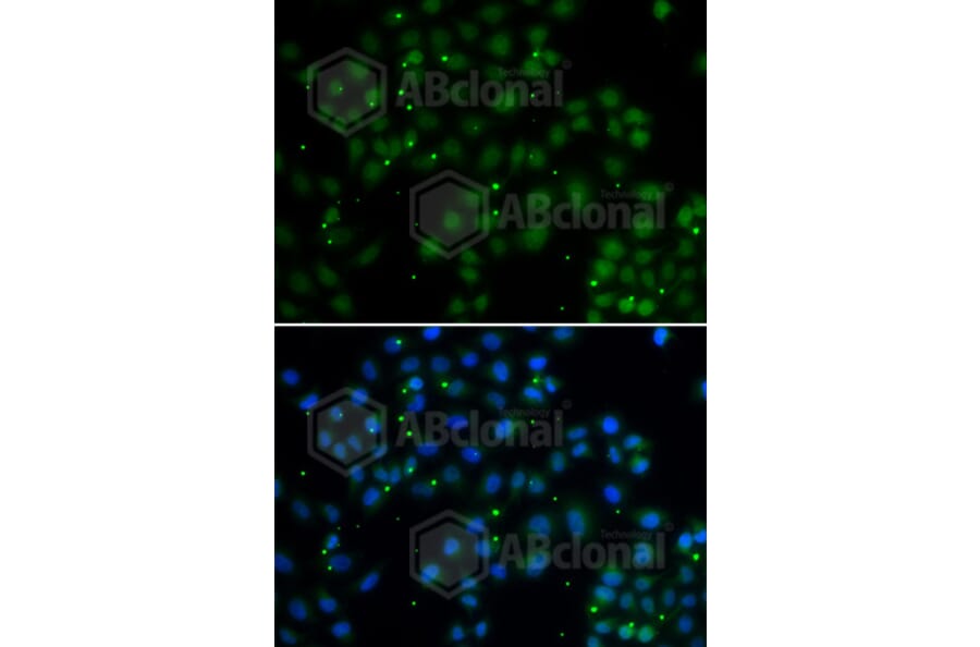 Immunofluorescence - Anti-U2AF1L4 Antibody (A7151) - Antibodies.com