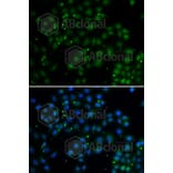 Immunofluorescence - Anti-U2AF1L4 Antibody (A7151) - Antibodies.com