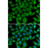 Immunofluorescence - Anti-BCL2L15 Antibody (A7156) - Antibodies.com