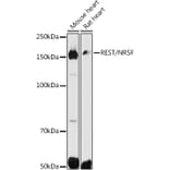 Western Blot - Anti-REST/NRSF Antibody (A10072) - Antibodies.com