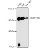 Western Blot - Anti-REST/NRSF Antibody (A10072) - Antibodies.com