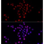 Immunofluorescence - Anti-PI4K2A Antibody (A7168) - Antibodies.com