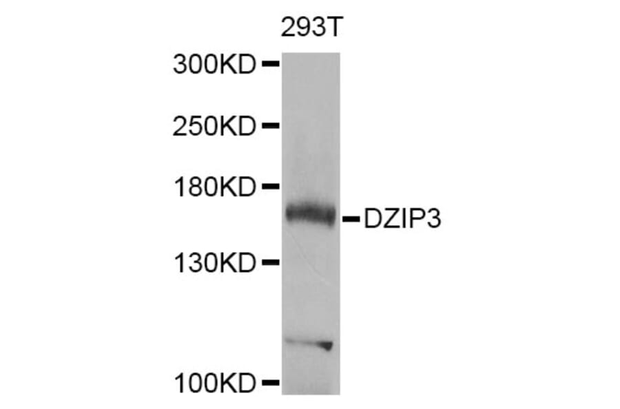 Western Blot - Anti-DZIP3 Antibody (A7179) - Antibodies.com