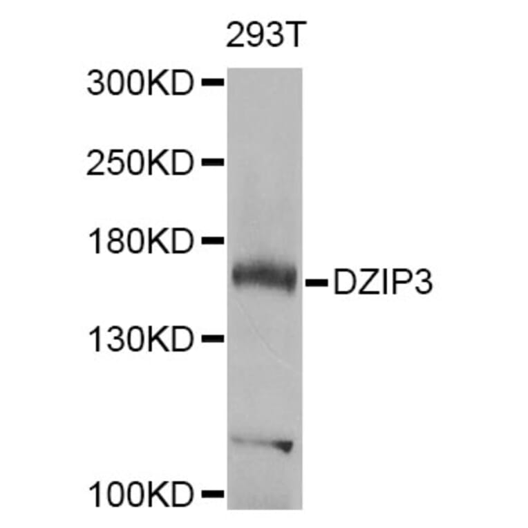 Western Blot - Anti-DZIP3 Antibody (A7179) - Antibodies.com