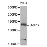 Western Blot - Anti-DZIP3 Antibody (A7179) - Antibodies.com