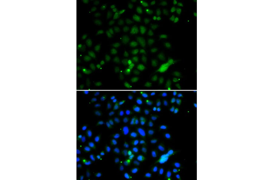 Immunofluorescence - Anti-ELF4 Antibody (A10077) - Antibodies.com
