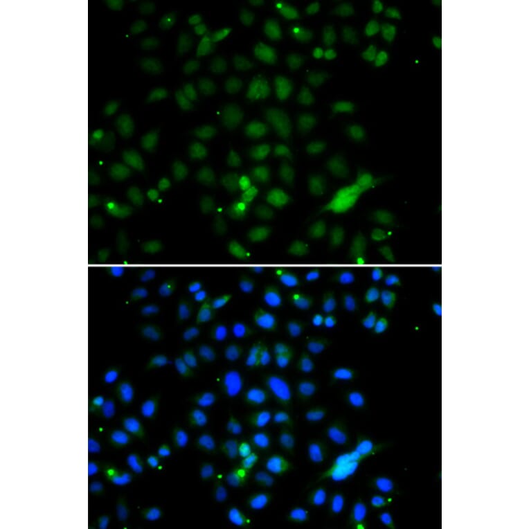 Immunofluorescence - Anti-ELF4 Antibody (A10077) - Antibodies.com