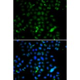 Immunofluorescence - Anti-ELF4 Antibody (A10077) - Antibodies.com