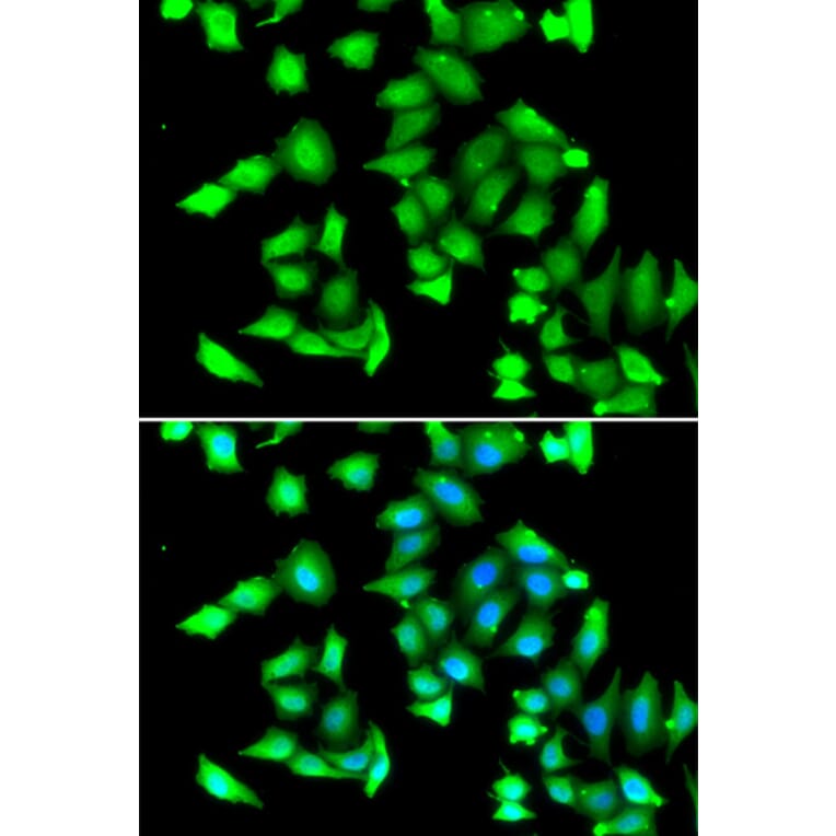 Immunofluorescence - Anti-GSTCD Antibody (A7187) - Antibodies.com