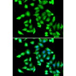 Immunofluorescence - Anti-GSTCD Antibody (A7187) - Antibodies.com