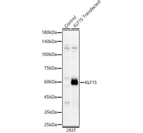 Western Blot - Anti-KLF15 Antibody (A10081) - Antibodies.com