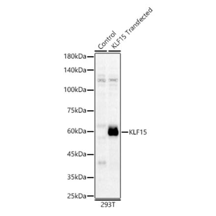 Western Blot - Anti-KLF15 Antibody (A10081) - Antibodies.com