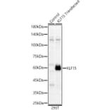 Western Blot - Anti-KLF15 Antibody (A10081) - Antibodies.com