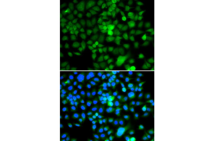 Immunofluorescence - Anti-NAP1L3 Antibody (A7202) - Antibodies.com
