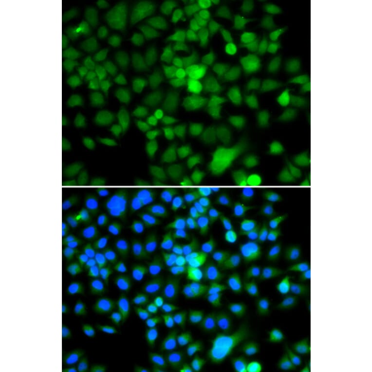 Immunofluorescence - Anti-NAP1L3 Antibody (A7202) - Antibodies.com