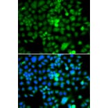 Immunofluorescence - Anti-NAP1L3 Antibody (A7202) - Antibodies.com