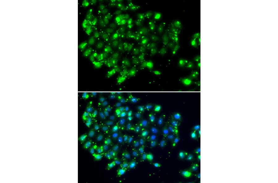 Immunofluorescence - Anti-NAT9 Antibody (A7204) - Antibodies.com