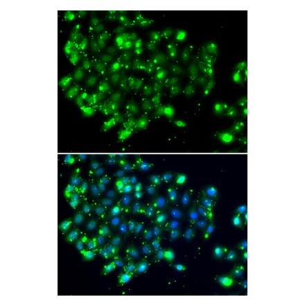 Immunofluorescence - Anti-NAT9 Antibody (A10083) - Antibodies.com