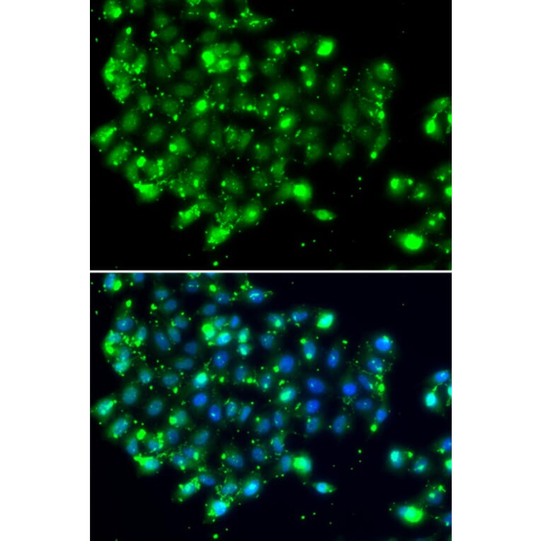 Immunofluorescence - Anti-NAT9 Antibody (A7204) - Antibodies.com