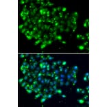 Immunofluorescence - Anti-NAT9 Antibody (A7204) - Antibodies.com