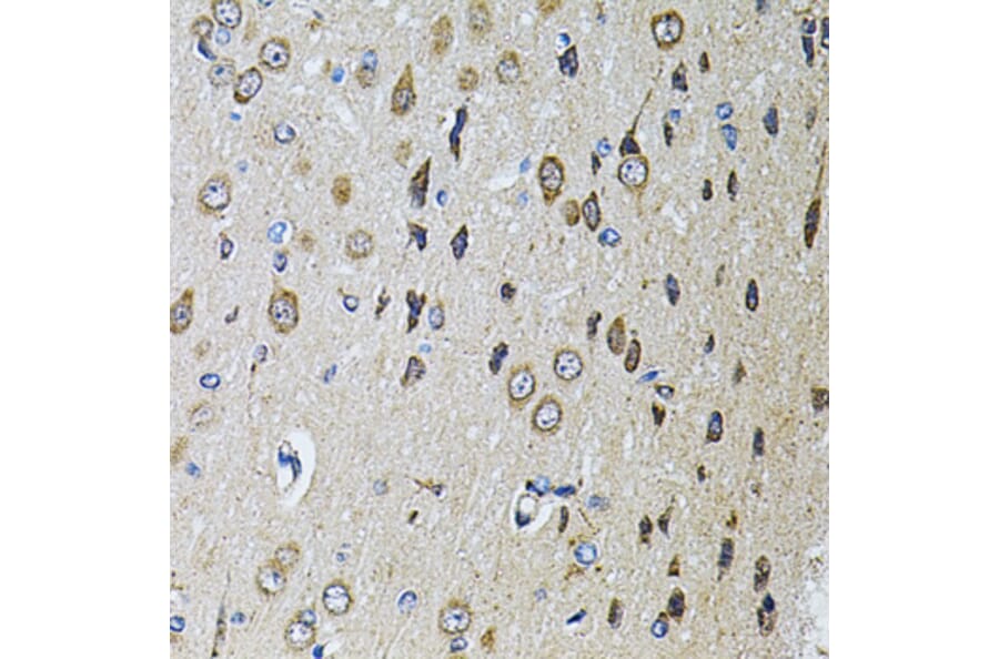 Immunohistochemistry - Anti-PTPRE Antibody (A10085) - Antibodies.com