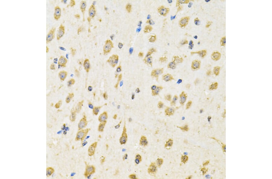 Immunohistochemistry - Anti-PTPRE Antibody (A10085) - Antibodies.com
