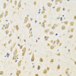 Immunohistochemistry - Anti-PTPRE Antibody (A10085) - Antibodies.com